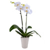 DecoBlooms Living White enhanced Double Stem Orchid Plant - 5 inch Blooms - Fresh Flowering Home D?cor DB00964