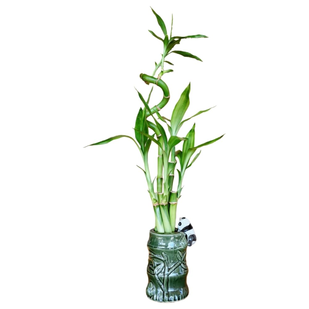 5-Stalk Live Lucky Bamboo Plant Arrangement With Ceramic Vase For Home Office And Gift Easy Care Plant And Lucky Symbol (Panda Vase)
