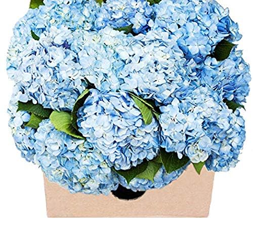Kabloom Flowers - MotherS Day Collection - Top-Grade 15 Blue Hydrangeas - Farm Direct Wholesale Fresh Flowers. Gift For Birthday Thank You Valentine Mothers Day Fresh Flowers
