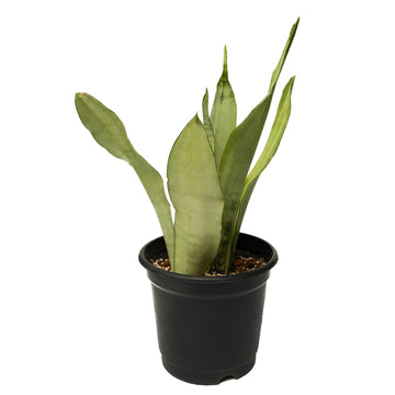 Silver Snake Plant - 5 Live Plants In 4 Inch Growers Pots - Sansevieria Trifasciata 'Moonshine' - Beautiful And Elegant Easy Car