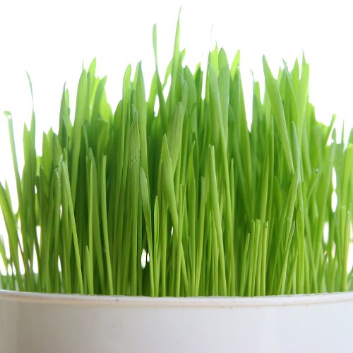 Organic Wheatgrass Seed - Certified Organic Hard Red Wheat By Powergrow (5 Pound)