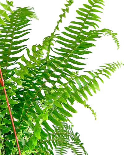 Shop Succulents Queen Fern Plant, Hanging Live Indoor Plant, Easy Care Hanging Trailing Houseplant In Nursery Pot, Air Purifying