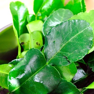 Fresh Kaffir Lime Leaves 1 lb.