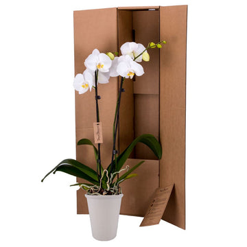 Decoblooms Living White Orchid Plant - 5 Inch Blooms - Fresh Flowering Home D Cor
