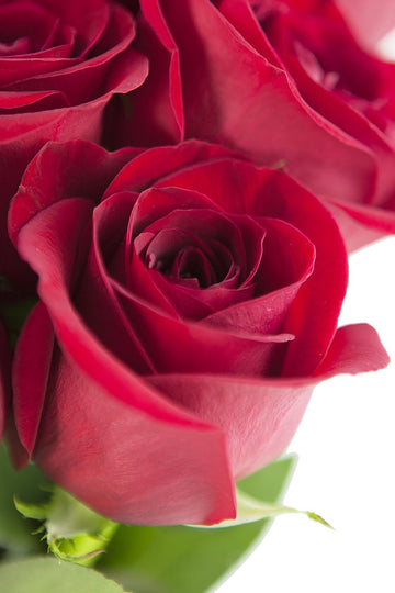 KaBloom Flowers - Mothers Day Collection - 12 Red Roses without vase Gift for Birthday Sympathy Anniversary Get Well Thank You Valentine Mothers Day Fresh Flowers