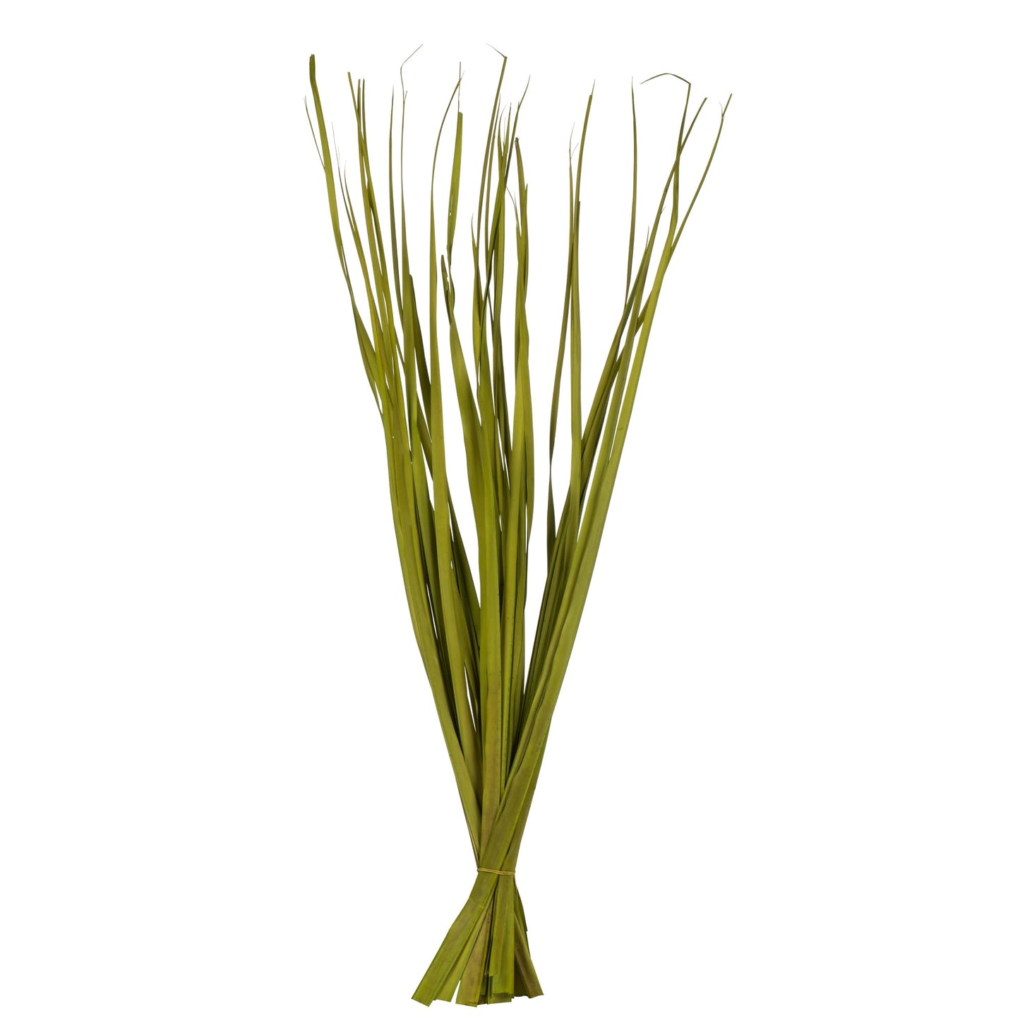 Vickerman 36-40 Basil Rush Grass, 7 oz Bundle, Dried