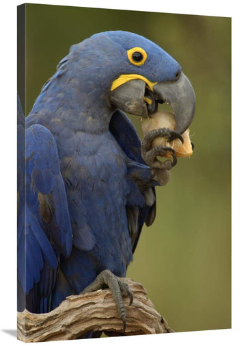 Hyacinth Macaw In Cerrado Habitat Eating Piassava Palm Nuts, Brazil-Canvas Art-24''X36''