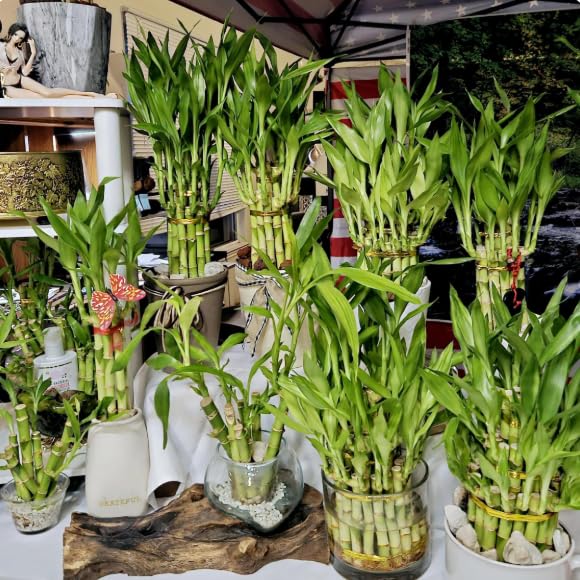 30 Lucky Bamboo 10 Each Size 4 6 8 with 3 Butterfly Stakes, Home Decor, Office Desk, Valentine Gift, Bring Positive Energy, Easy