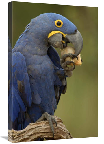 Hyacinth Macaw In Cerrado Habitat Eating Piassava Palm Nuts, Brazil-Canvas Art-20''X30''