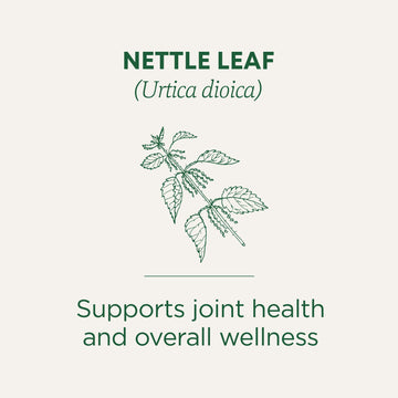 Traditional Medicinals Organic Nettle Tea - Caffeine-Free, 16 Tea Bags, Kosher, Non-GMO