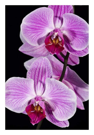Orchid Flowering, Beveren-Waas, Belgium-Paper Art-18''X26''