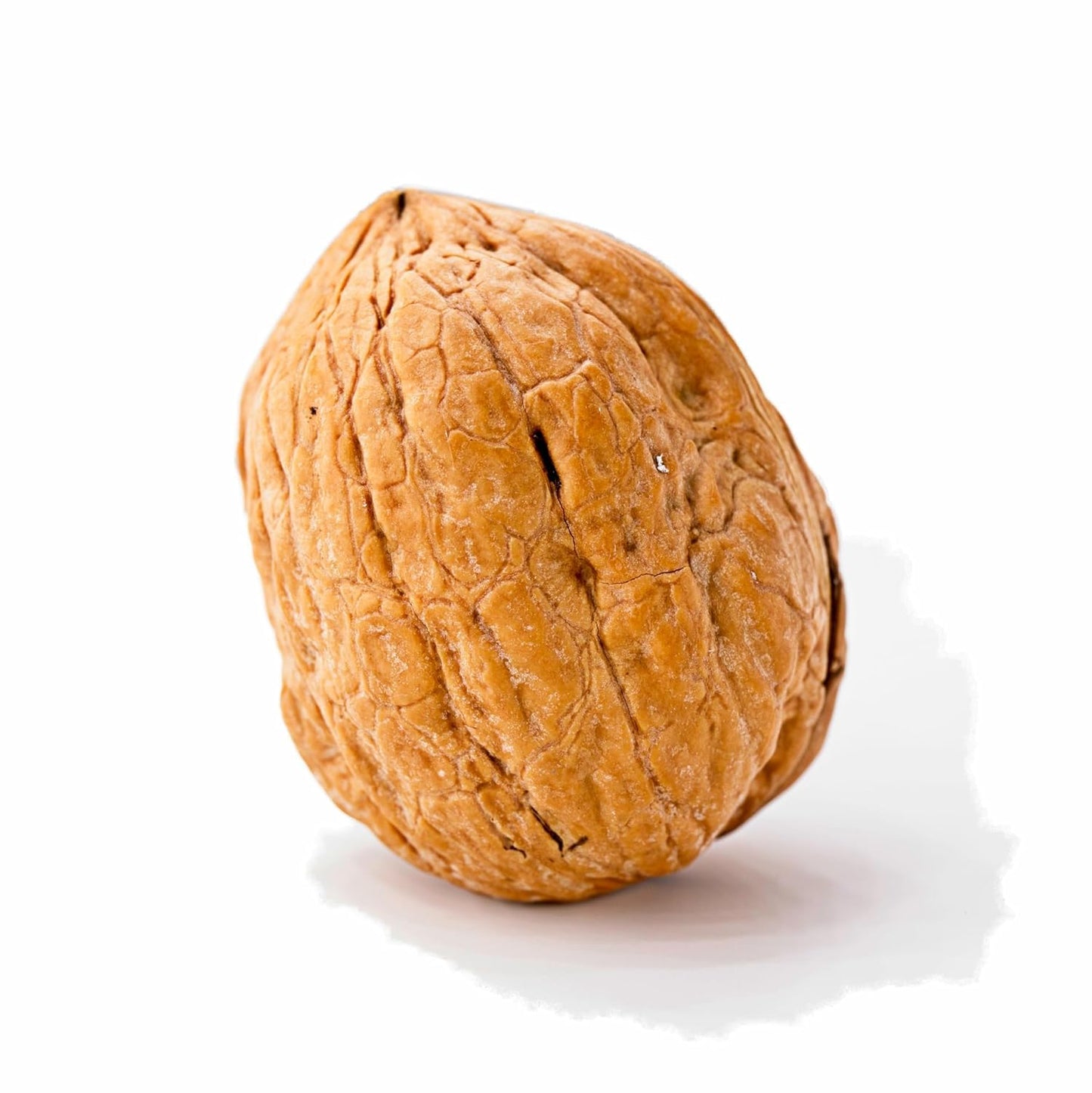 Crazy Nuts | California Grown Whole Walnuts In Shell, 25lb | Raw Walnuts Whole Bulk, Nuts in Shells for Squirrels