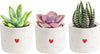 Costa Farms Mini Succulent Live Plants in Decorative Pots, Easy to Maintain Indoor Succulents, Houseplants for Home or Office De