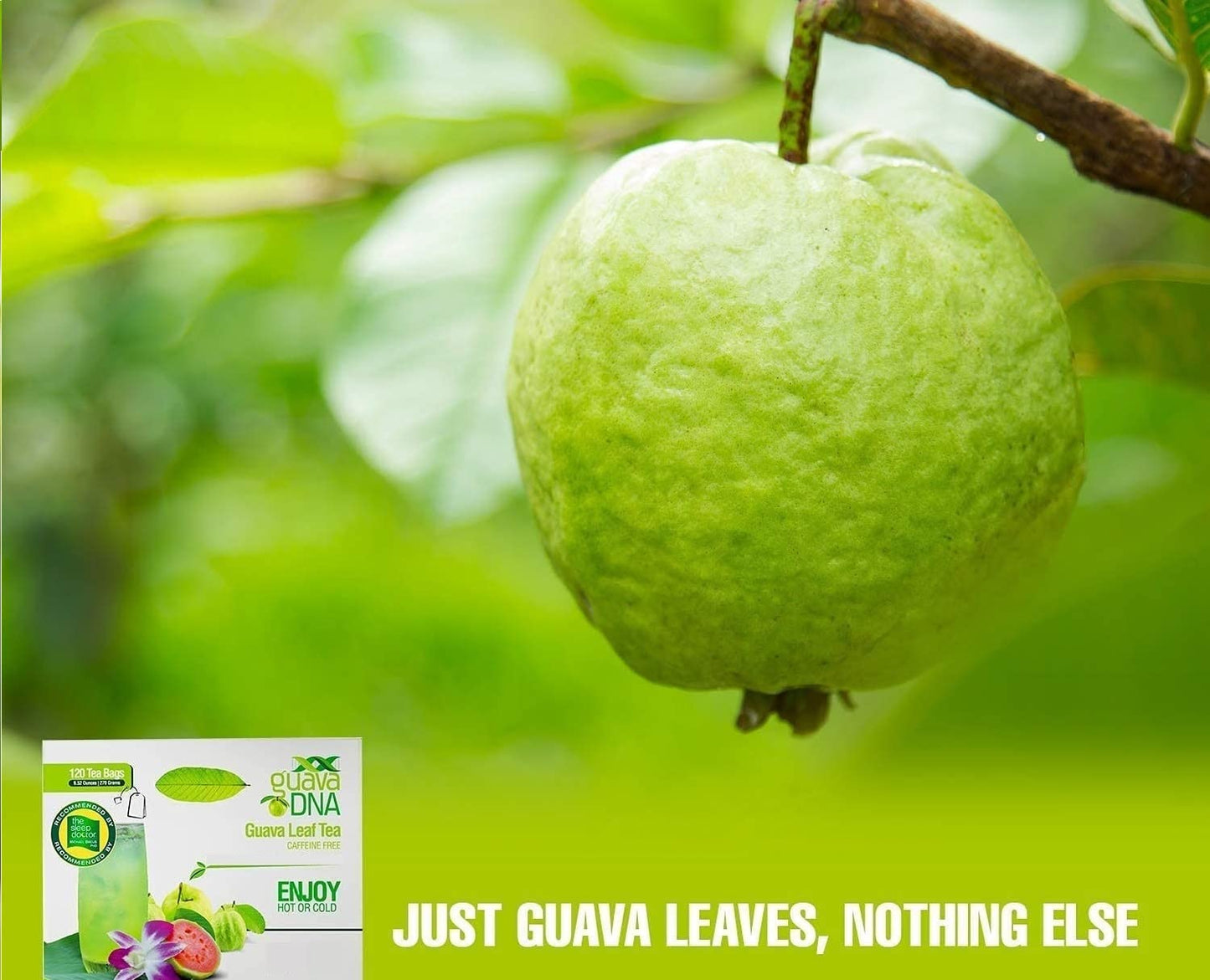 MATCHA DNA Guava Leaf Tea - 100% Pure, 120 Individually Wrapped Teabags, Guava Leaf