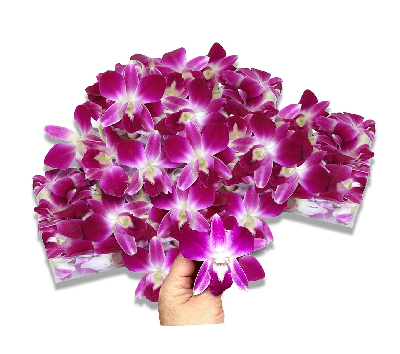Miami Fresh Orchid Flower Orchidclub Usa Sunne Tropical Loose Bloom Head Diy Lei Food Drink Decoration Purple (2X50 Purple)