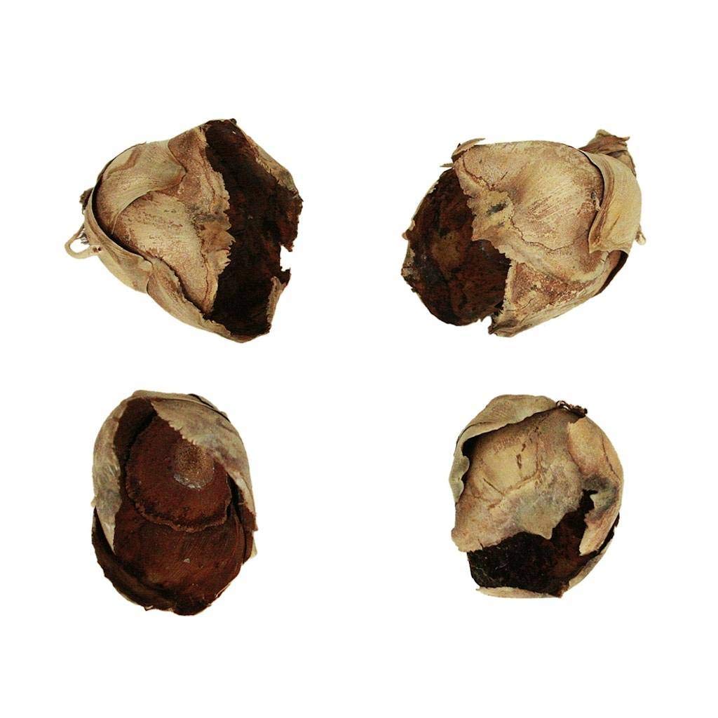 2-3'' Natural Cacho Pods 60/Cs