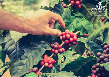 Alto Grande Premium Coffee Whole Bean - 2 Lbs (Pack Of 2)