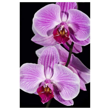 Orchid Flowering, Beveren-Waas, Belgium-Paper Art-34''X50''