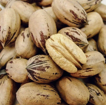 Border Merchant Texas Pecans Whole with Shell, Fresh Crop, Easy to , 9 oz