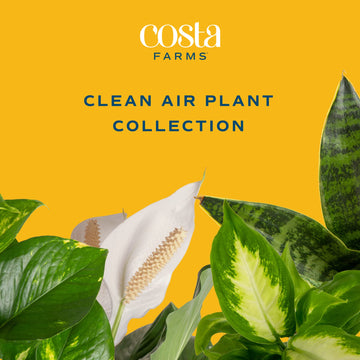 Costa Farms Live Indoor Houseplants, Air Purifying Plants, 8-10 Inches Tall, Indoor Garden Plant Pot (3-Pack)