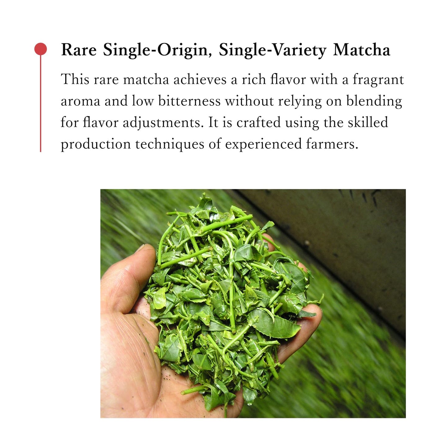 MIKAN YAMA ZEN GREEN Organic Matcha Powder, Ceremonial Grade, 50g (1.75oz), Single Origin from Shizuoka, Japan