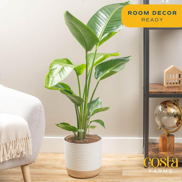 Costa Farms White Bird of Paradise Live Plant in Plastic Pot, Large Indoor Houseplant, Perfect for Home, Room, or Office Decor,