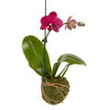 Better-Gro 19 Hanging Kokedama with Phalaenopsis Orchid - Indoor/Outdoor Planter- Pink