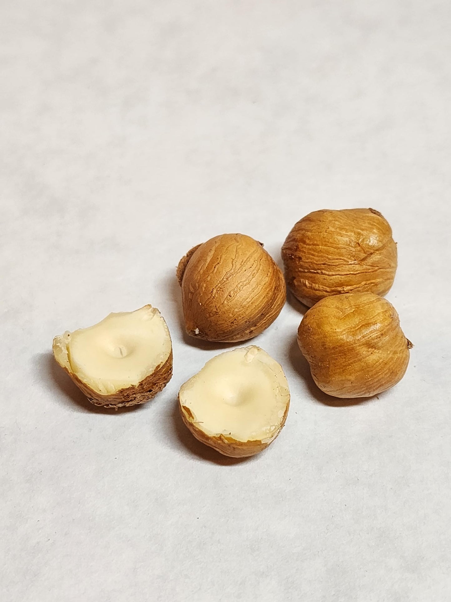 Hazelnuts In-Shell, Grown In Our Family'S Orchard In Washington State (Raw, 8 Pound)
