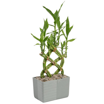 Costa Farms Lucky Bamboo Plant, Easy To Grow Live Houseplant In Indoor Bamboo Pot, Potting Mix, Growers Choice, Birthday Gift, Home, Office, Plant Shelf Zen Room Decor, 12-Inches Tall