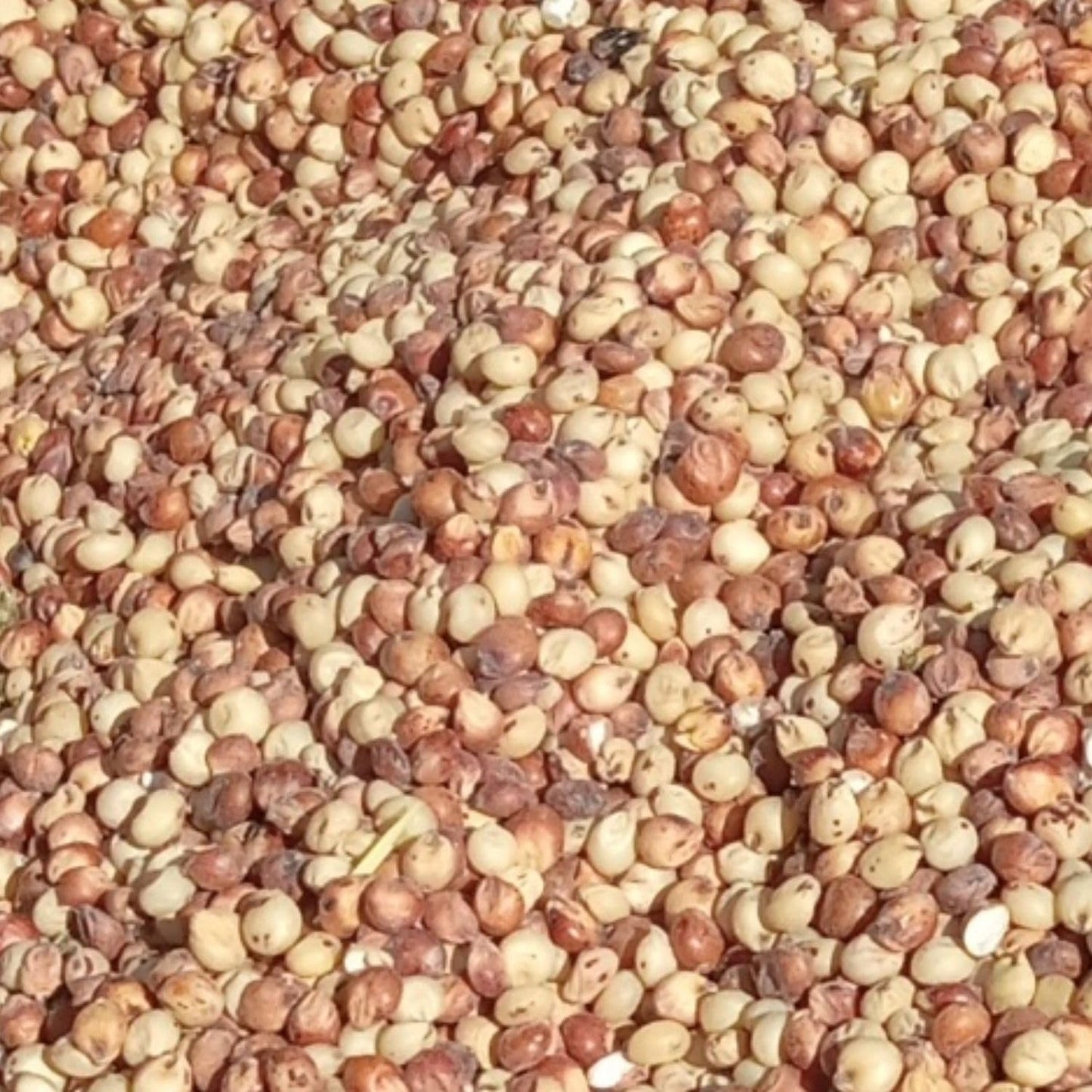 MushroomMediaOnline Milo (Sorghum) - 240 Pound Bulk Supply