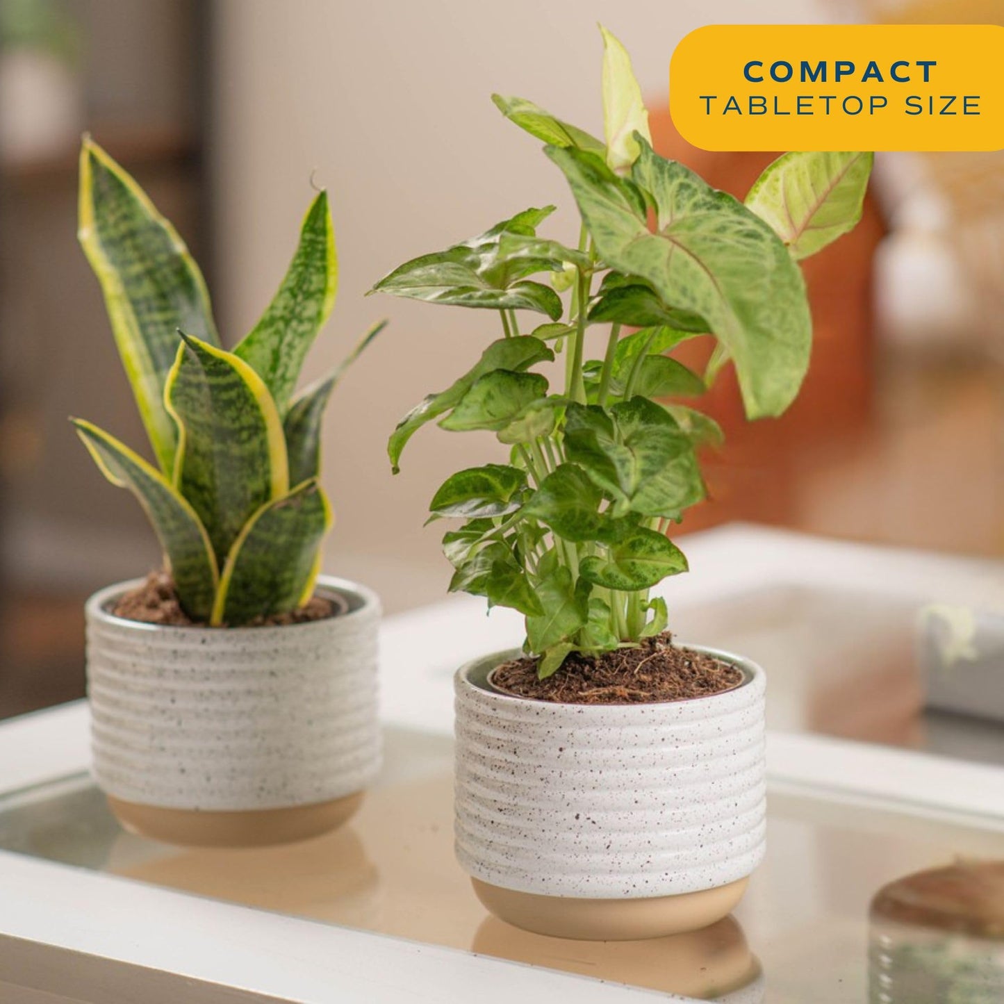 Costa Farms Live Plants (Pack of 2), Easy to Grow Real Indoor Houseplants, Air Purifying Plants, Growers Choice in Home D cor