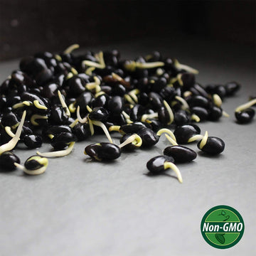 2.5 Lb Non-Gmo Organic Black Soy Beans (Soya Bean) - Dry Organic Soybeans For Organic Dried Tofu, Soybean Milk, Soybean Sprouts,