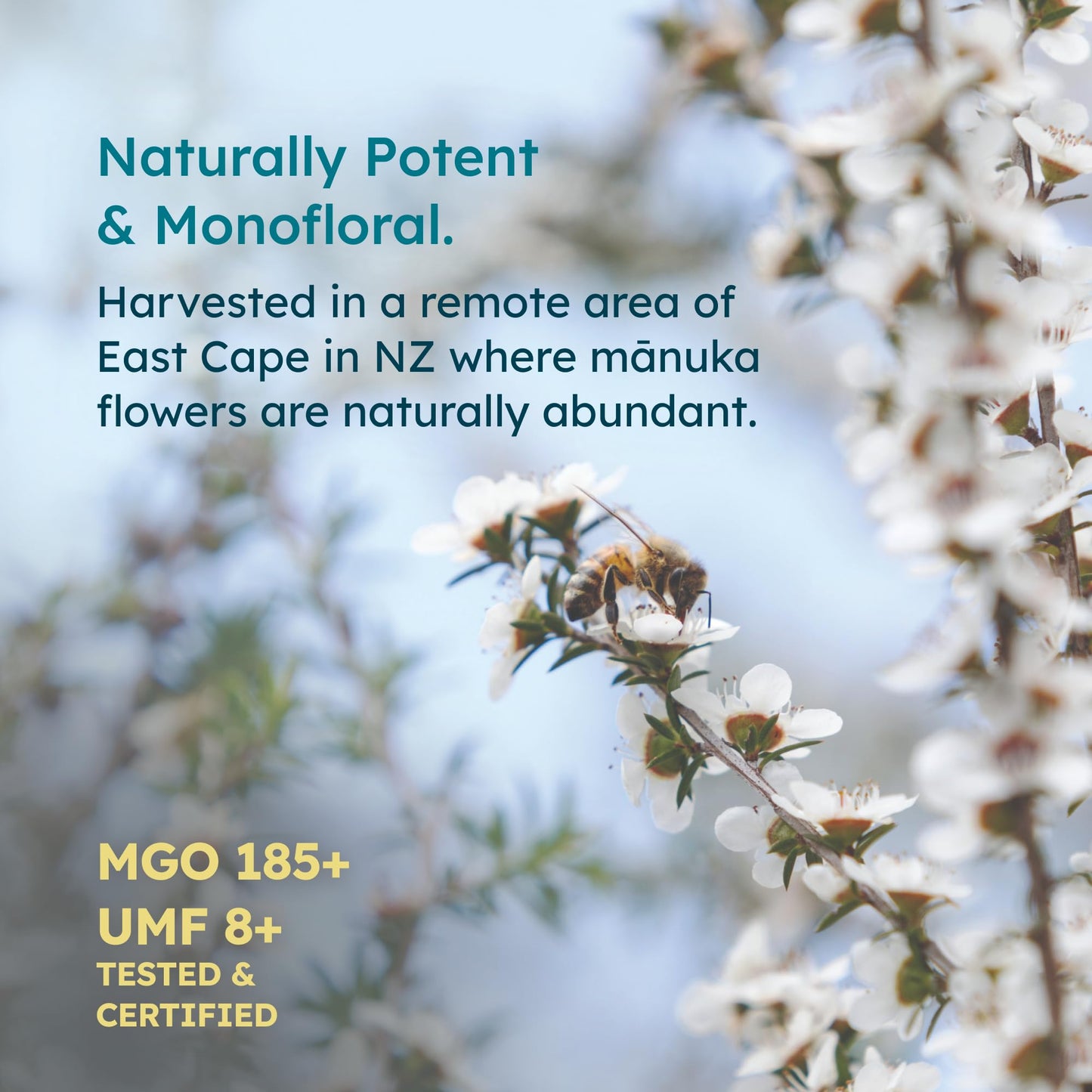 Melora Raw Manuka Honey From New Zealand | Umf 8+ | Mgo 185+ | 8.8 Oz Jar | Safe For Skin Care | Edible & Healthy Sugar Alternat