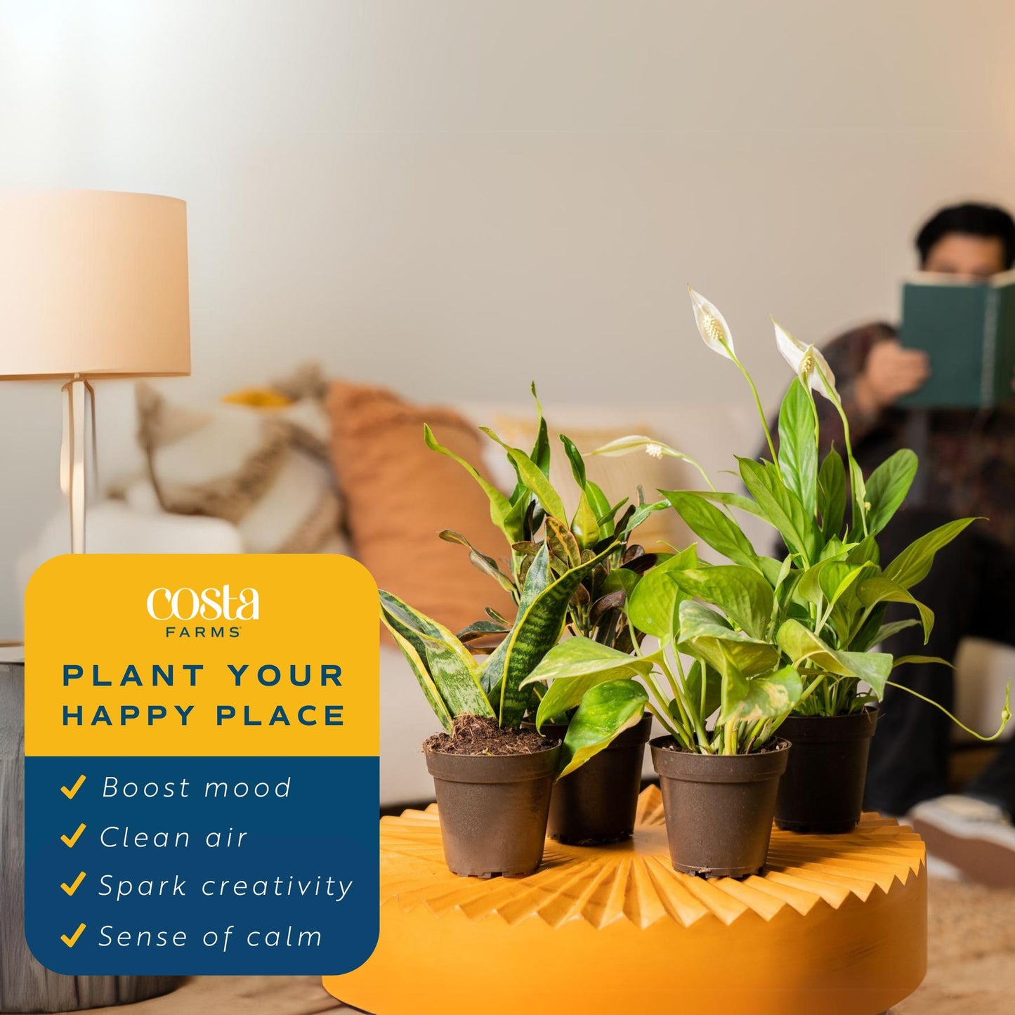 Costa Farms Live House Plants (6 Pack), Easy to Grow Live Indoor Houseplants, Growers Choice Air Purifier Set, Potted in Indoor