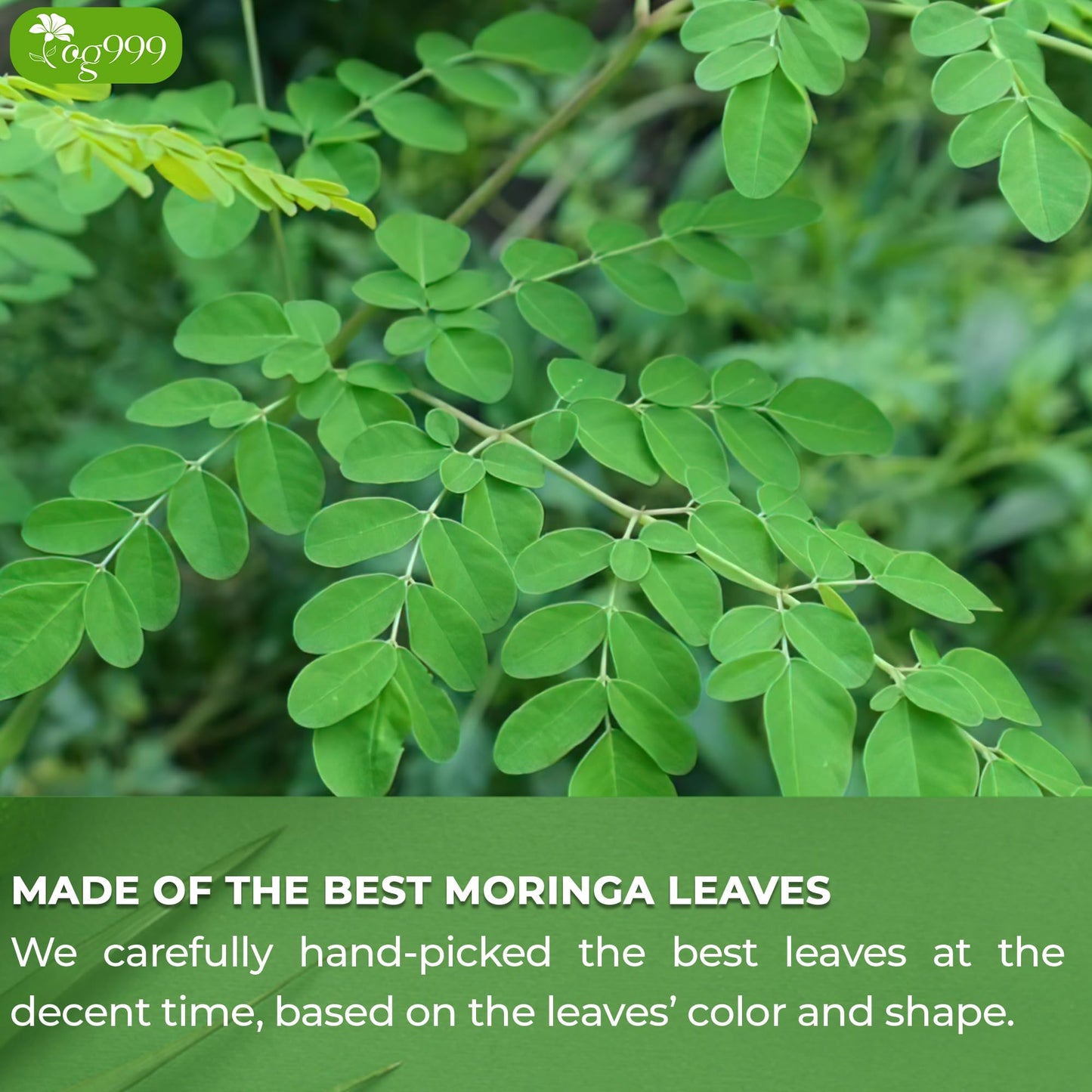 TOG999 Moringa Leaf Tea Bags, 100% Natural & Pure, Vegan, 120 Bags