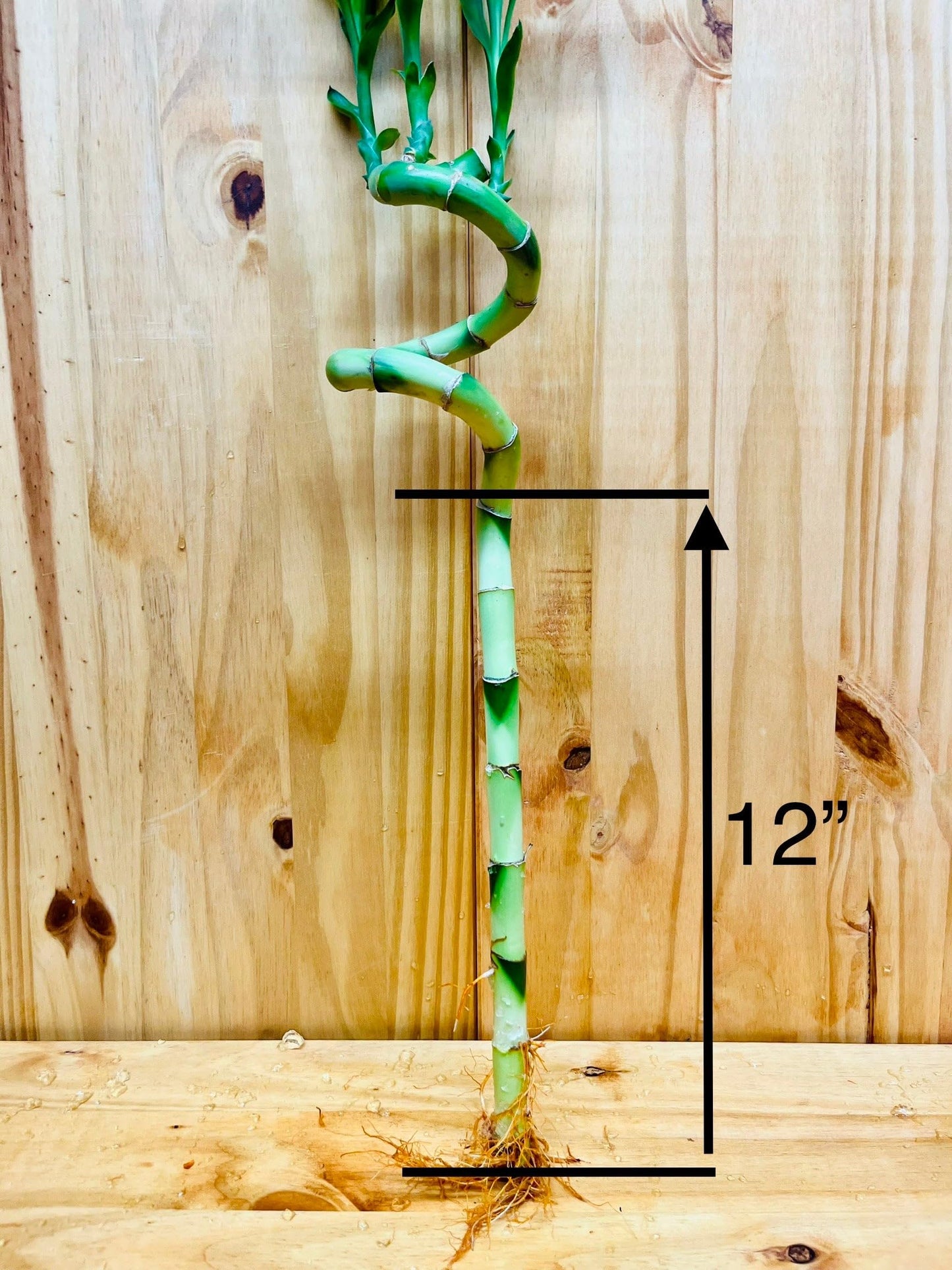 Generic Live Lucky Bamboo 12 Spiral Shape Bamboo Plant 10 Unit, Green