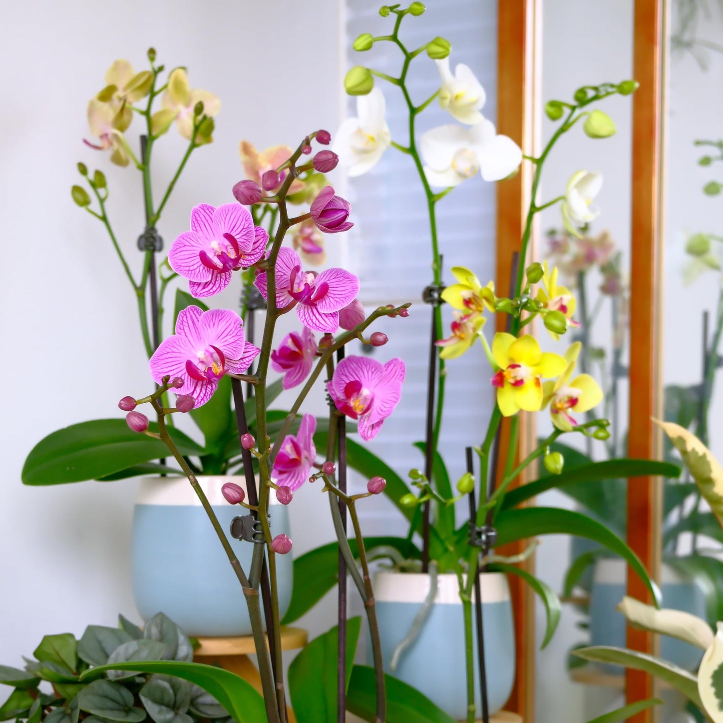 Enhanced Yellow Live Orchid Plant Blooming In 3.5 Blue & White Orchid Pot, Live Plants, Houseplant Gifts, Approx. 16 Tall, Pet Friendly Houseplants, Phalaenopsis Moth Flower By Plants For Pets