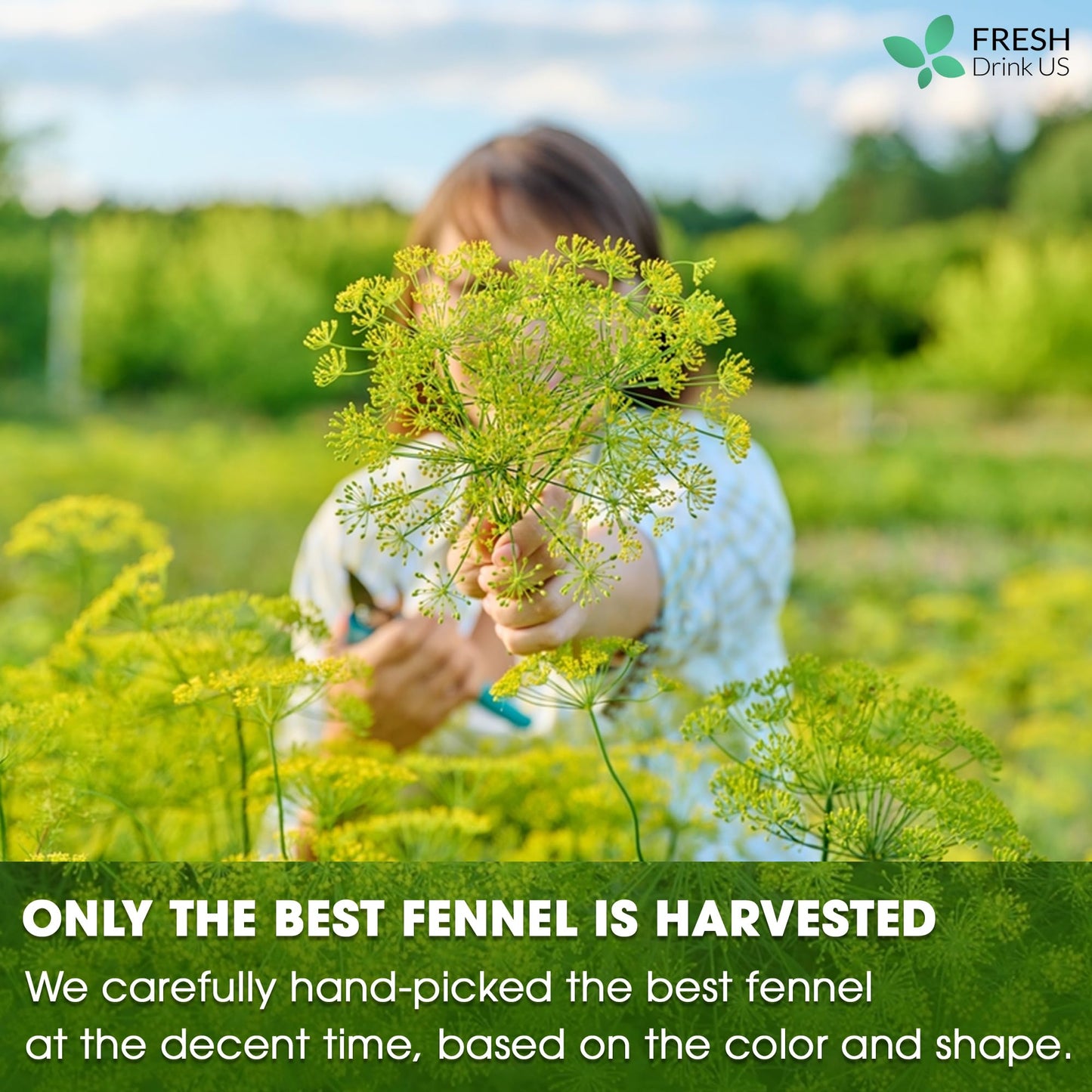FRESHDRINKUS Fennel Tea Bags, 100% Natural, Vegan, 200 Count, No Sugar, No Caffeine, No Gluten