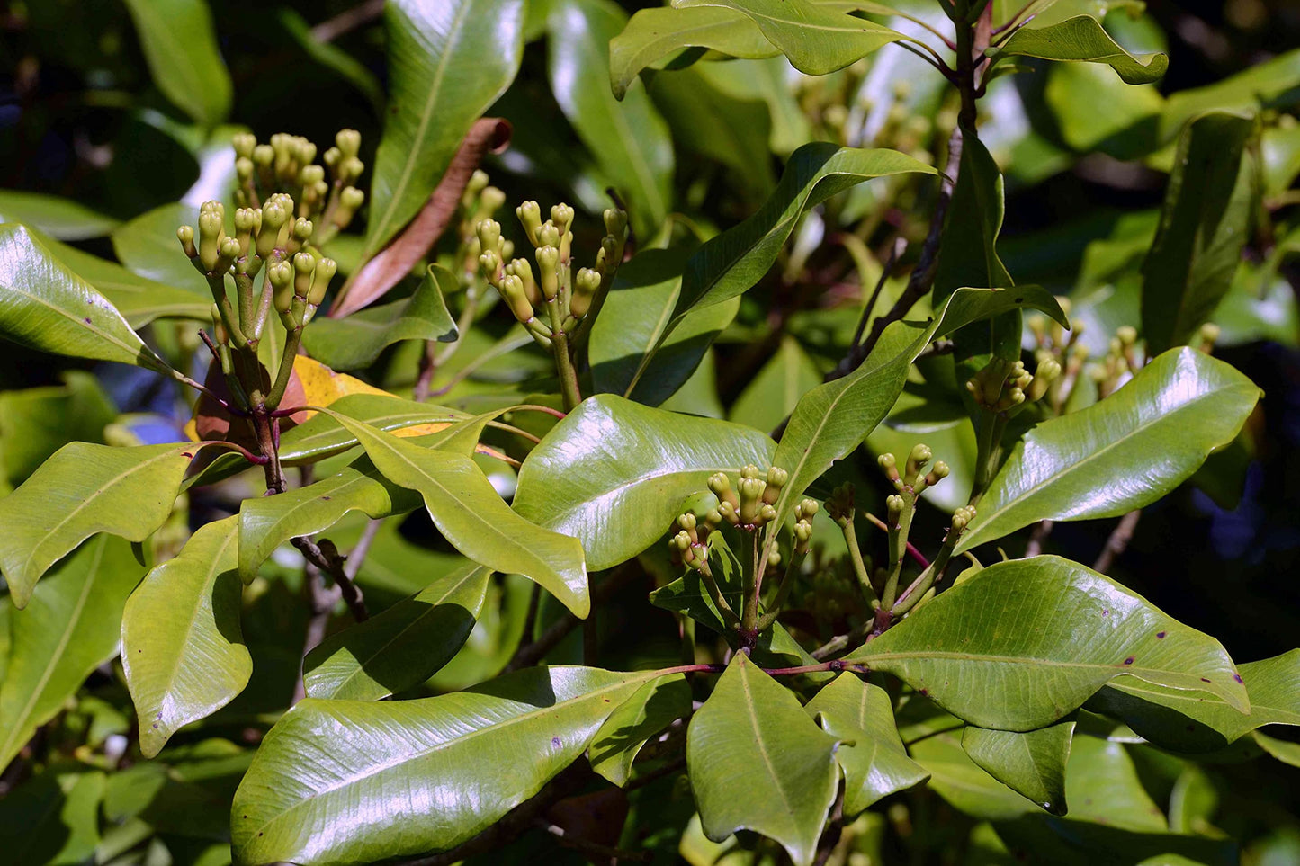 Whole Cloves (Clavo De Olor) Weights: (1 Lb)