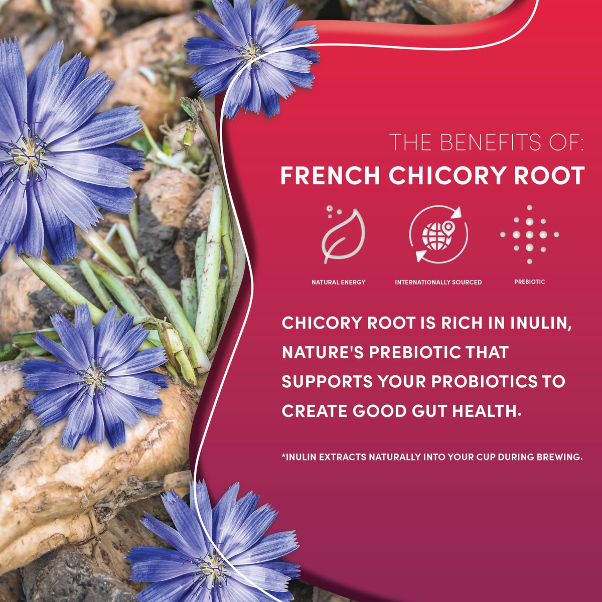 Teeccino Vanilla Nut Chicory Coffee Alternative, Medium Roast, 11 Ounce, Caffeine Free, Acid Free, 75% Organic