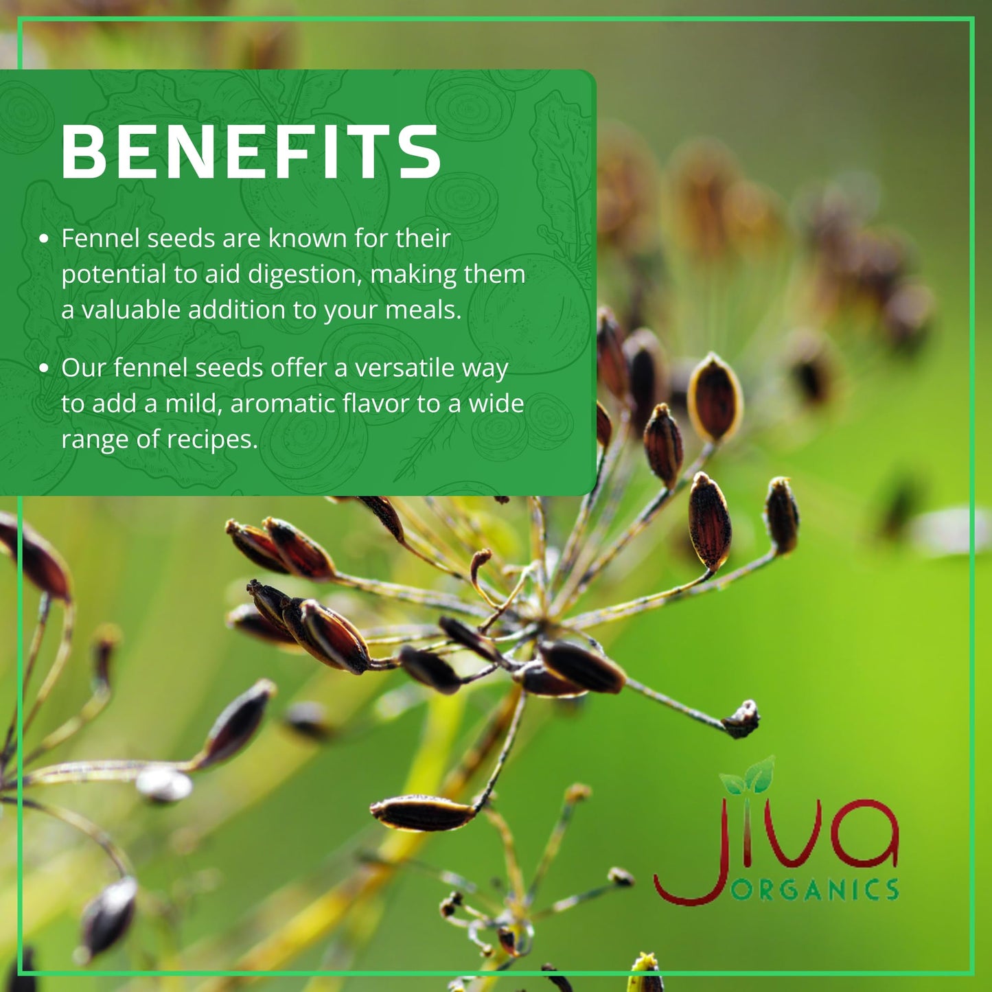 Jiva Organics Fennel Seeds - Non-GMO, Vegan, Resealable Bag - 7 Oz - Product of India