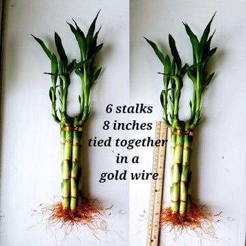 Lucky Bamboo 6 Plants 8 Inches Each, Free Butterfly Stake, Gift, Feng Shui, Indoor Plant, Bring Good Luck To Your Home, Perennia