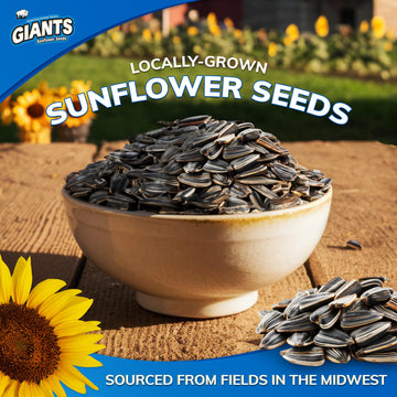 Giants Sunflower Seeds Variety Pack - Flavored Sunflower Seeds To Eat, Sunflower Seeds Bulk, Dill Pickle, Bacon Ranch, Salt & Pe
