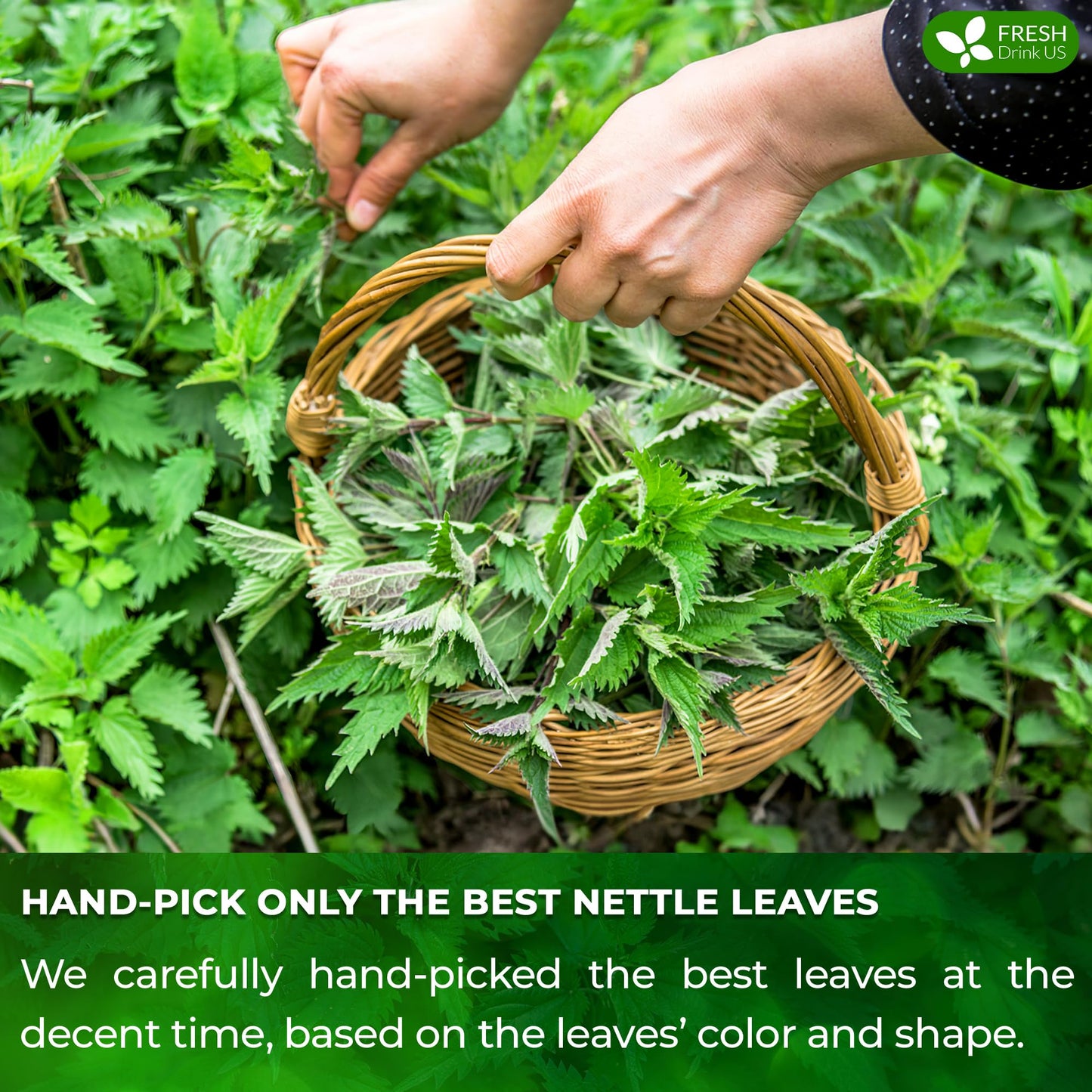 FRESHDRINKUS Premium Nettle Leaf Tea Bags, 100% Natural, Vegan, 135 Count