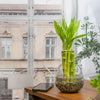 NW Wholesaler - 6'' Straight Lucky Bamboo Stalks with Clear Slanted Glass Bowl - Live Indoor Plants for Home Decor - Feng Shui