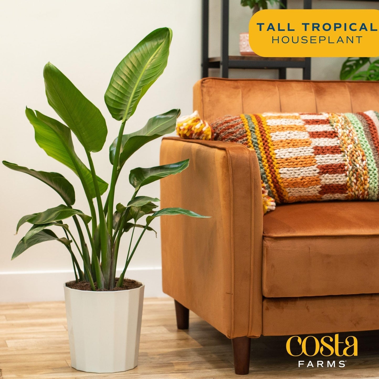 Costa Farms White Bird of Paradise, Strelitzia nicolai, Live Indoor Plant in D cor Planter Pot, Air-Purifying Tropical Housepla