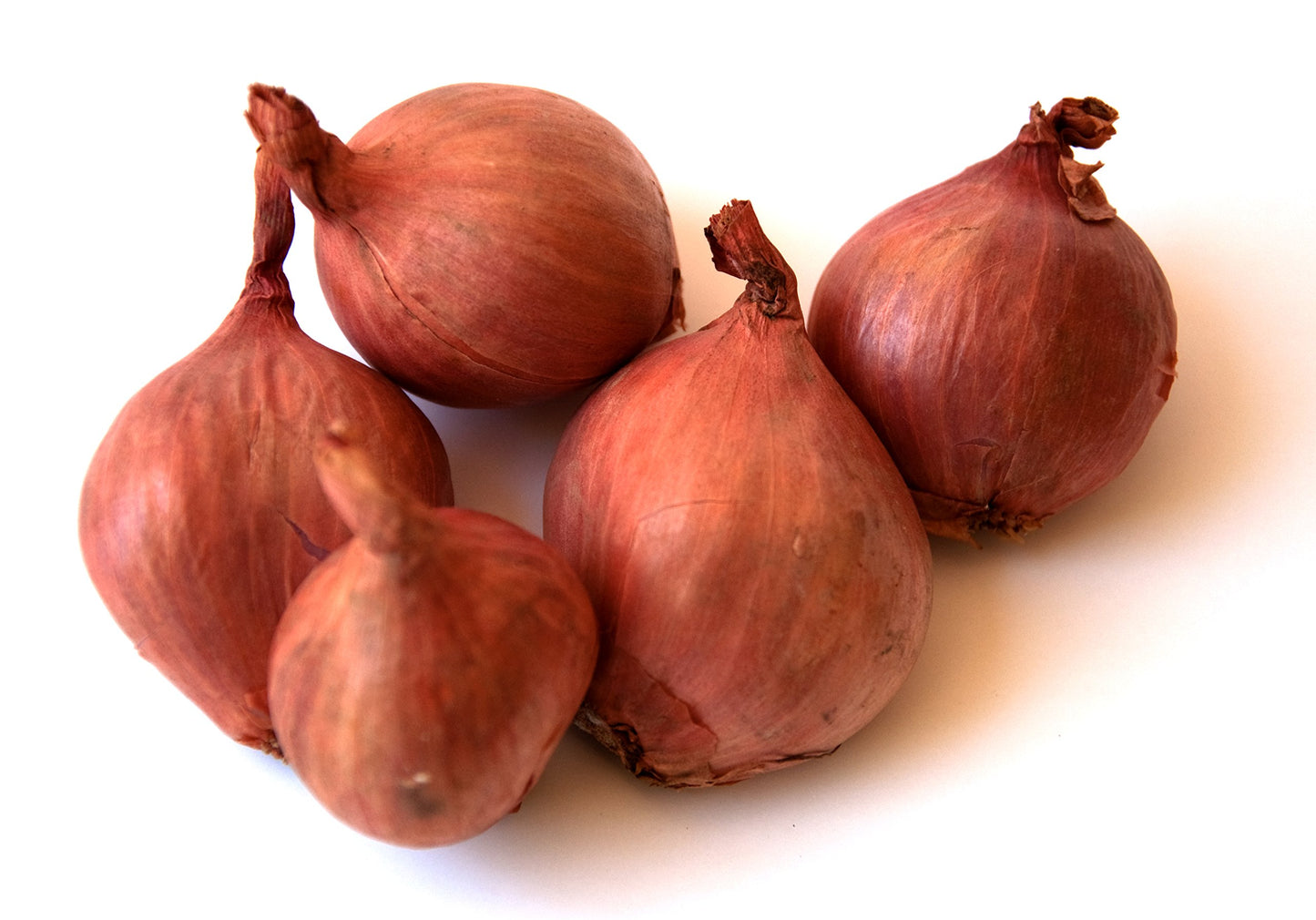 FRESH SHALLOTS - 1LB