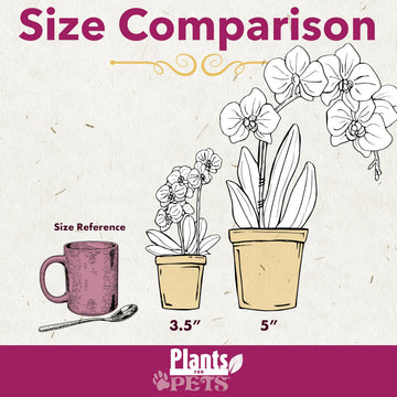 Enhanced Purple Live Orchid Plant Blooming In 3.5 Blue & White Orchid Pot, Live Plants, Houseplant Gifts, Approx. 16 Tall, Pet Friendly Houseplants, Phalaenopsis Moth Flower By Plants For Pets