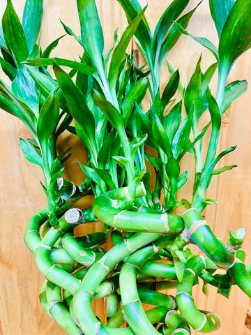 Generic Live Lucky Bamboo 12 Spiral Shape Bamboo Plant 10 Unit, Green