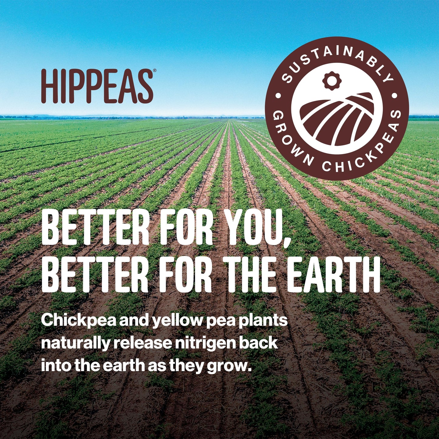 Hippeas Cheezy Cheddar Pops, 4 Ounce (Pack of 6), 3g Protein, 2g Fiber, Vegan, Gluten-Free, Crunchy, Plant Protein Snacks